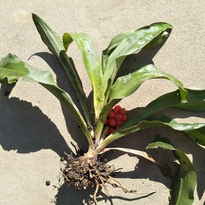 万年青盆栽四季常青红果万年青盆栽植物结婚乔迁喜庆祝寿满包邮