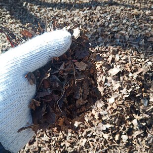 腐熟橡树叶,柞树叶,君子兰花土配合料腐叶土腐熟松针腐殖质种花土