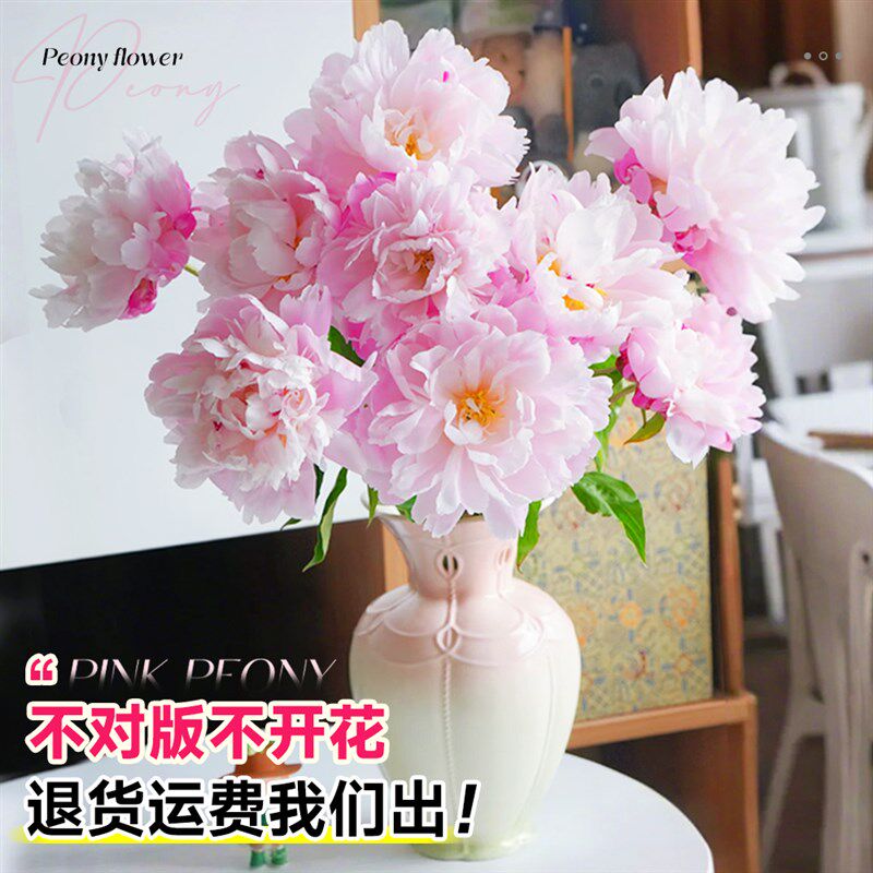 芍药花苗粉凌红珠玫瑰鲜花盆栽重瓣带芽根块四季花卉阳台庭院植物