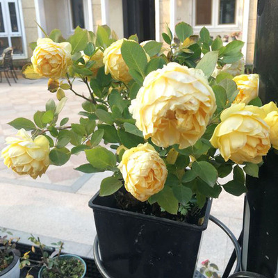 金丝雀带花浓香微型月季花苗阳台盆栽植物明黄色玫瑰多季花卉绿植