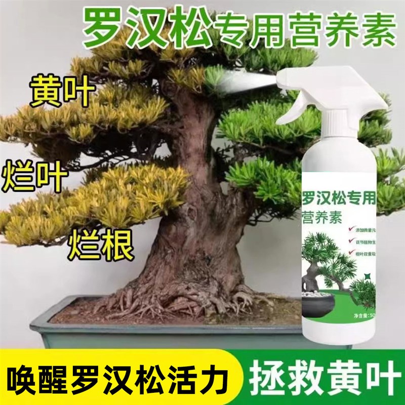 罗汉松营养液免稀释专治黄叶掉叶促生长通用室内盆栽迎客松专用肥