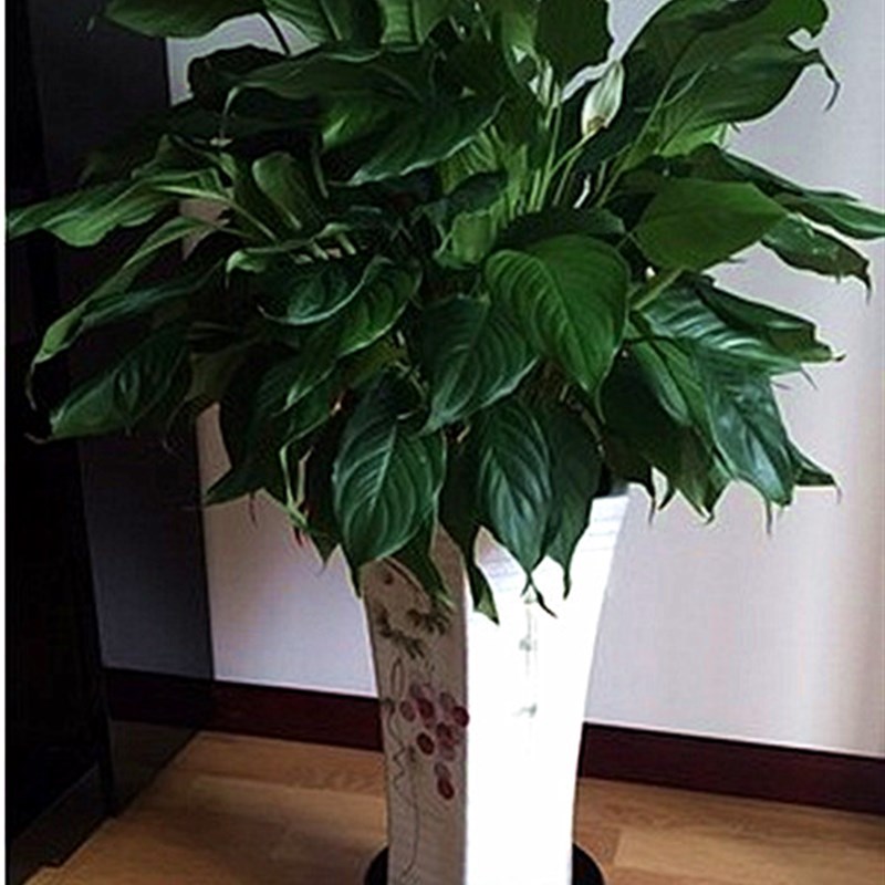 金属铁移动花盆托盘圆形万向轮加厚盆栽花架托盘带轮花盆底座滚轮