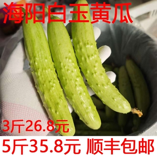 鲜爽脆嫩正宗海阳白玉黄瓜水果黄瓜新鲜水果蔬菜现摘现发顺丰包邮