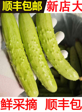 鲜爽脆嫩正宗海阳白玉黄瓜水果黄瓜新鲜水果蔬菜现摘现发顺丰包邮