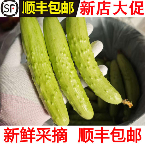 鲜爽脆嫩正宗海阳白玉黄瓜水果黄瓜新鲜水果蔬菜现摘现发顺丰包邮