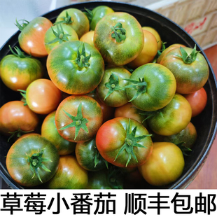 海阳铁皮草莓柿子即食新鲜海边碱地自然熟绿腚正宗西红柿水果番茄