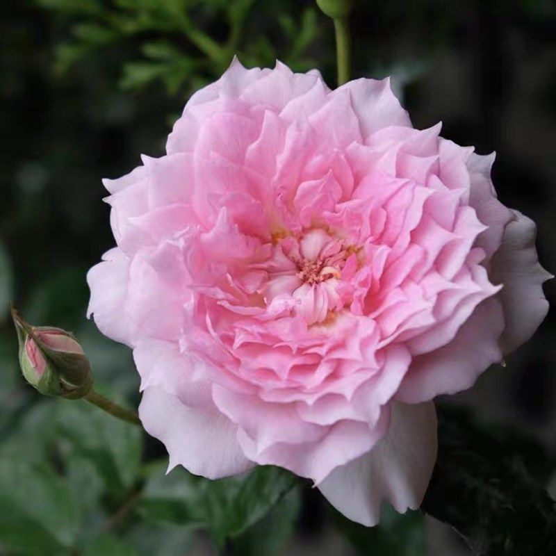 镂刻/镂空/光之窗 新品月季小苗 河本玫瑰园作出,鲜花速递/花卉仿真/绿植园艺,月季/蔷薇/玫瑰,淘宝优惠券,粉丝福利购,淘宝优惠卷