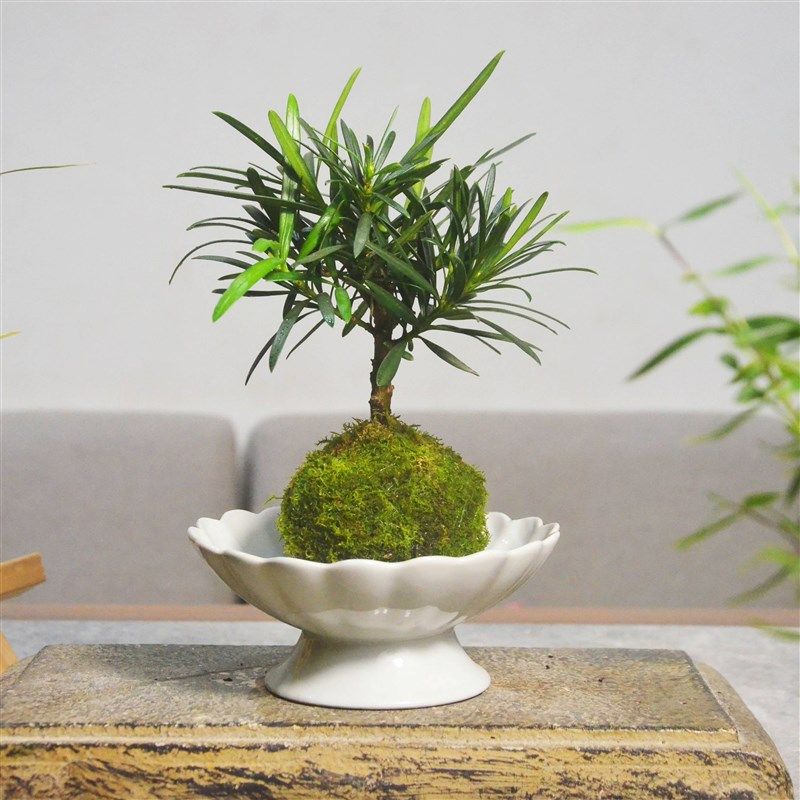 小叶雀舌老桩罗汉松苔玉苔藓球茶桌室内素雅水培易养盆景盆栽绿植,鲜花速递/花卉仿真/绿植园艺,绿植,淘宝优惠券,粉丝福利购,淘宝优惠卷