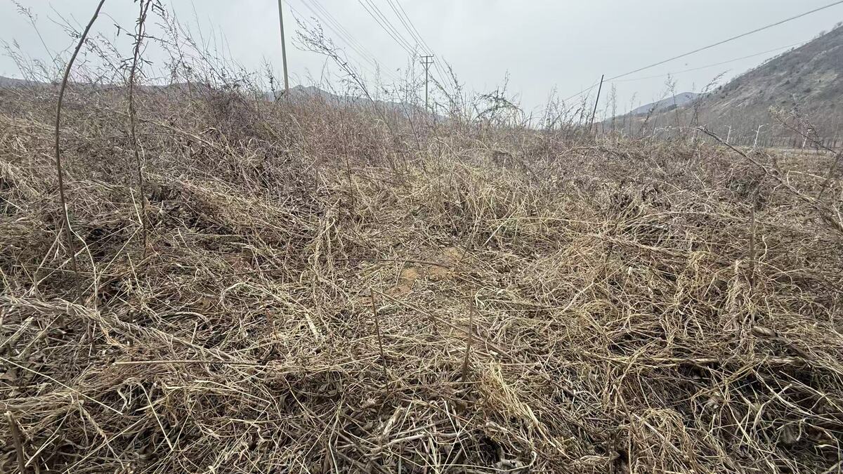 延吉市小营镇河龙村地上物芍药公开拍卖