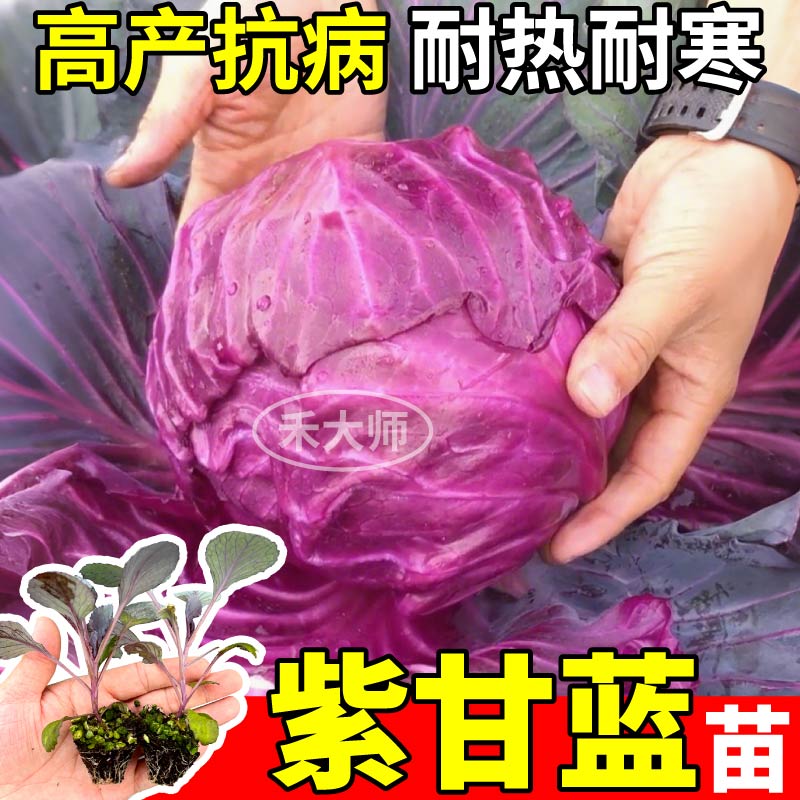 寿光紫甘蓝苗秧带土球耐寒耐热西兰花松花菜种子四季盆栽小院露天