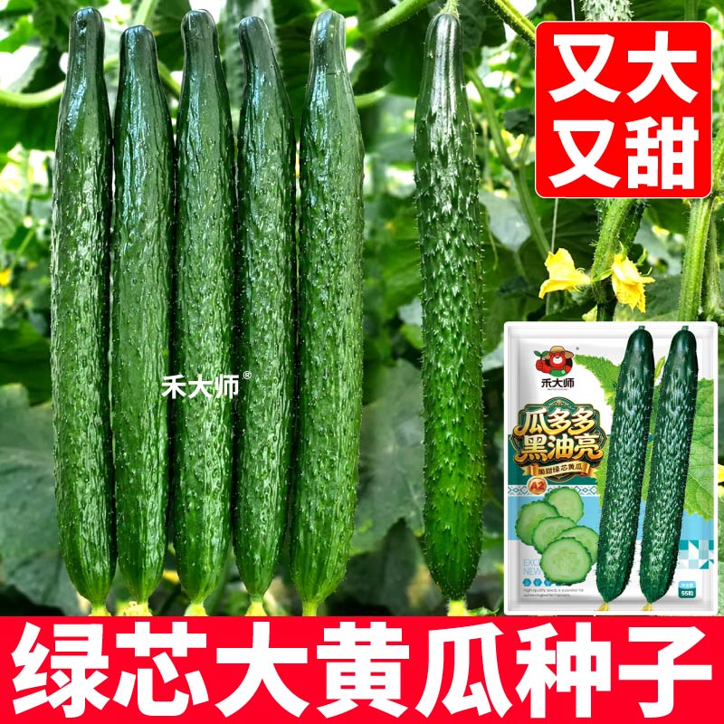 脆甜绿芯黄瓜种子满地爬