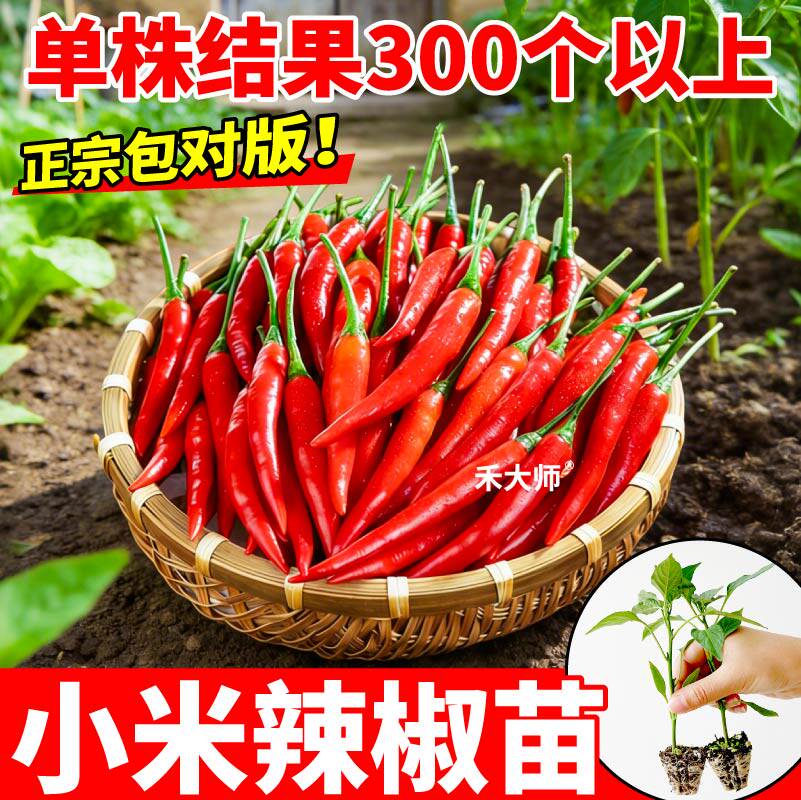特辣红小米辣椒苗秧四季白小米