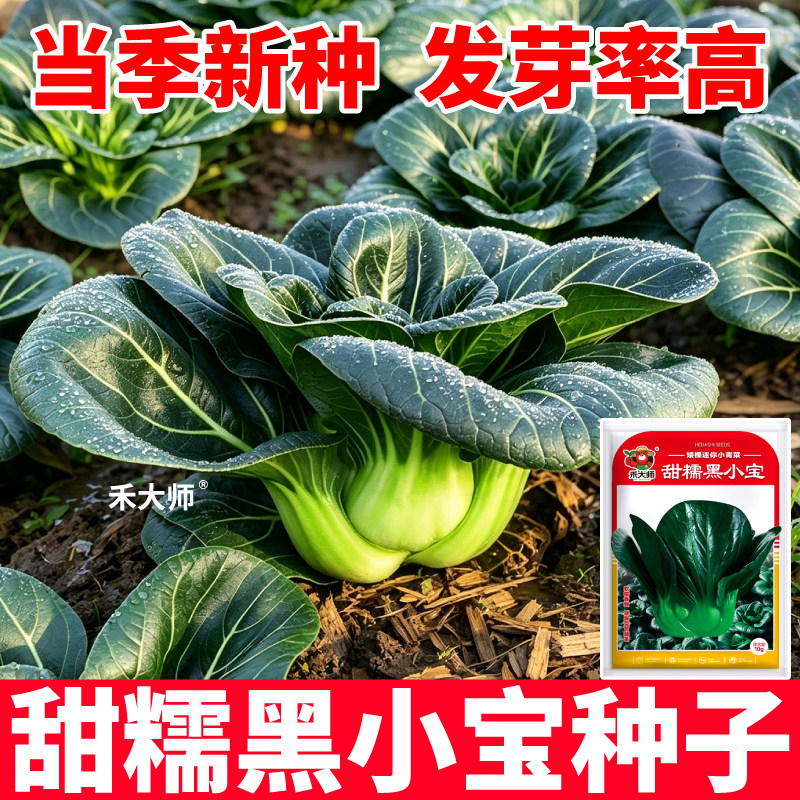 甜糯黑小宝种子当季新种矮脚小青菜种籽可越冬阳台小院盆栽种植