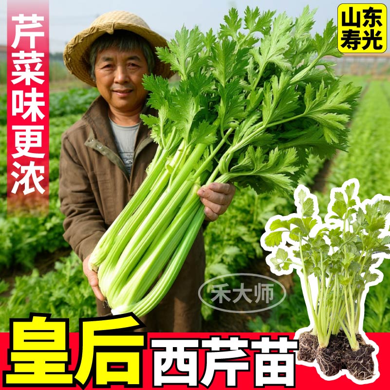 真高产皇后西芹苗秧四季脆嫩