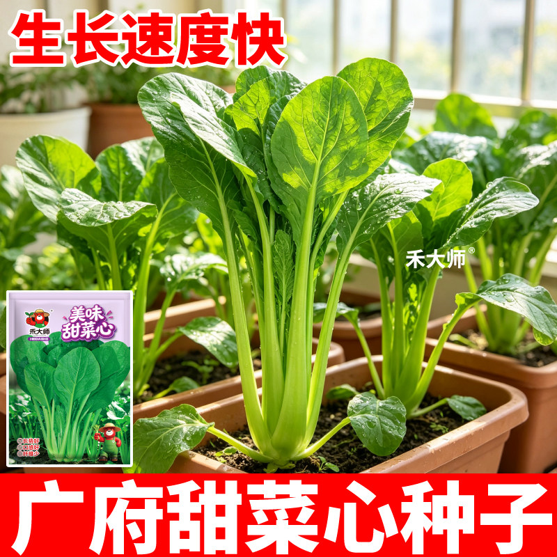 广府美味甜菜心种子当季新种速生青菜种籽阳台小院盆栽种植
