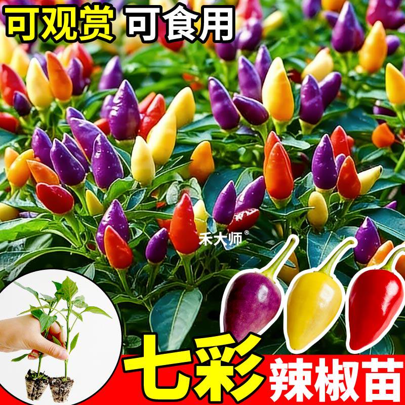 寿光七彩辣椒苗秧可观赏食用