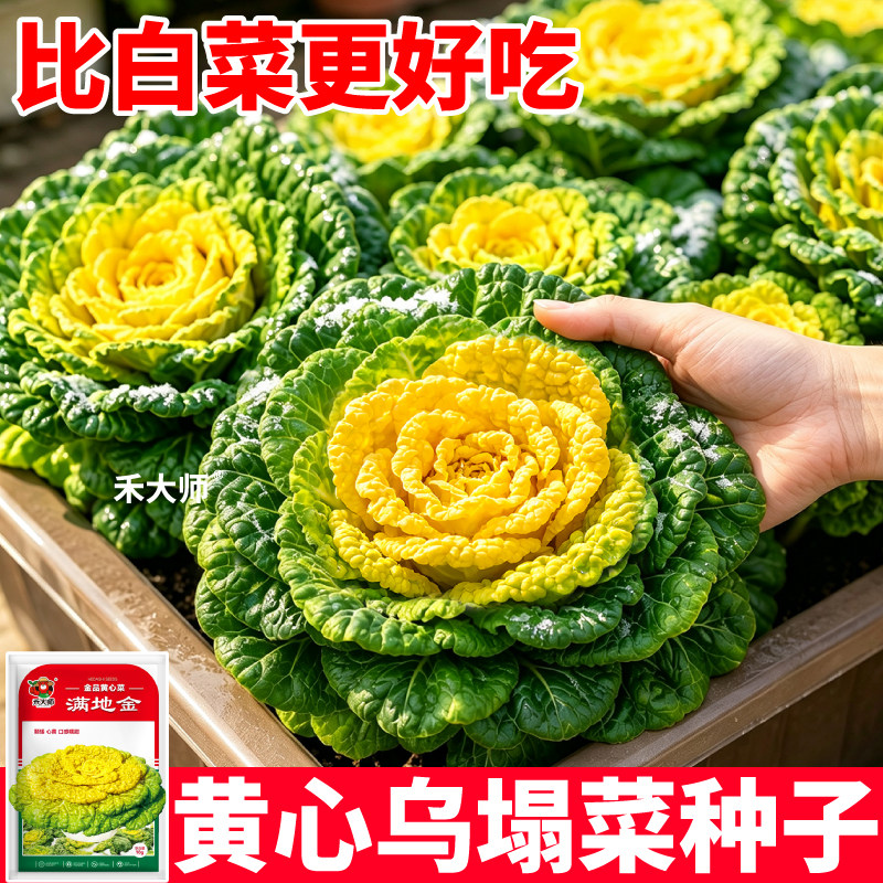 正品满地金乌塌菜种子黄心菜菊花心高产农家庭院盆栽易种蔬菜种籽