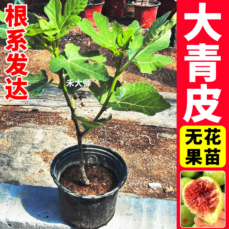 大青皮无花果树苗耐寒根壮苗旺