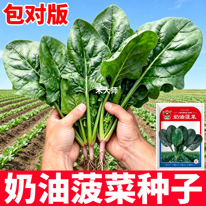奶油菠菜种子叶大肉厚抗病高产红根趴地小叶菠菜种籽阳台小院种植