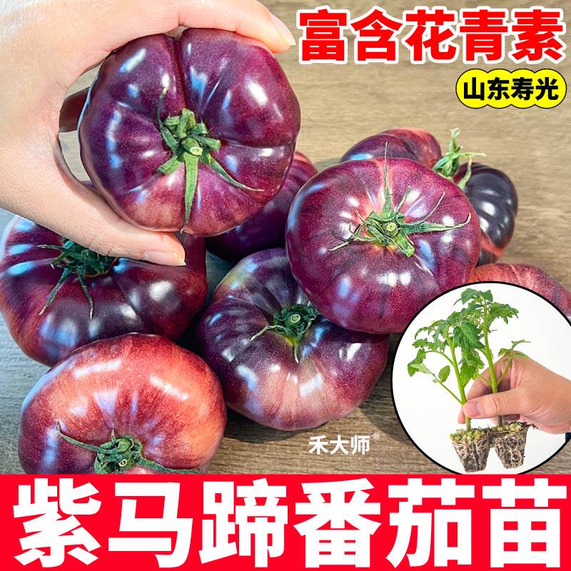正宗紫马蹄苗秧苗沙瓤口感