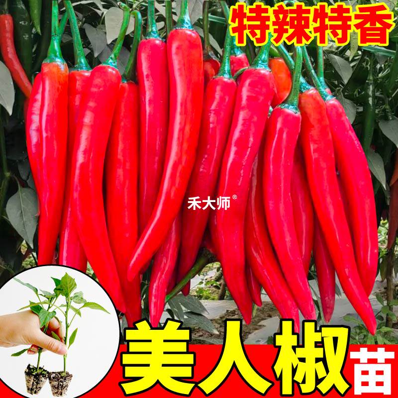 寿光直发六彩泡椒苗秧
