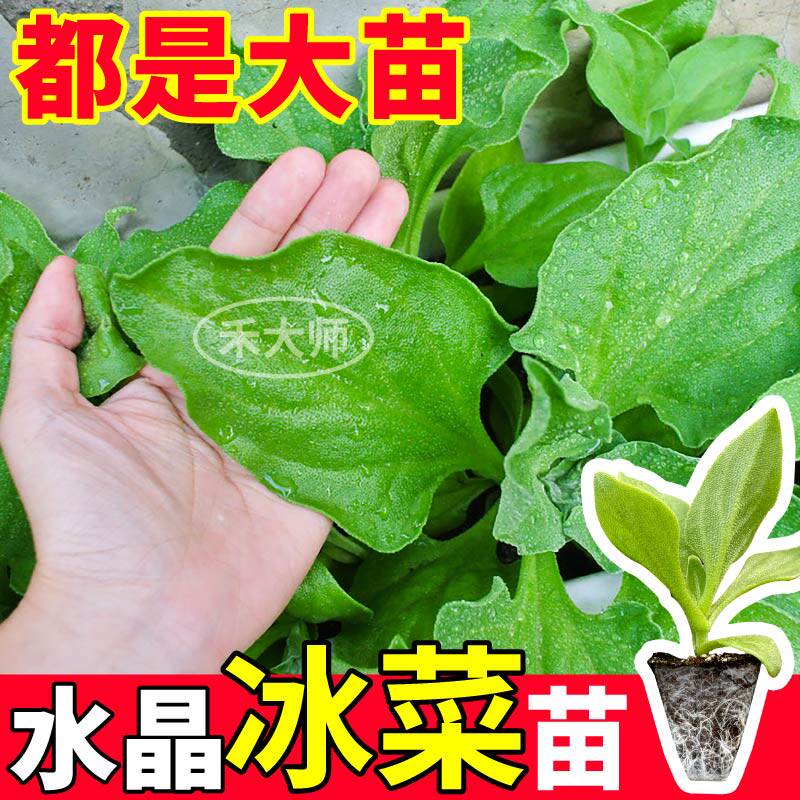 寿光水晶冰菜秧苗可持续采收大叶冰草种春秋四季阳台小院苗场直发