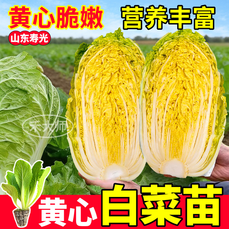 寿光黄心大白菜苗秧四季高产