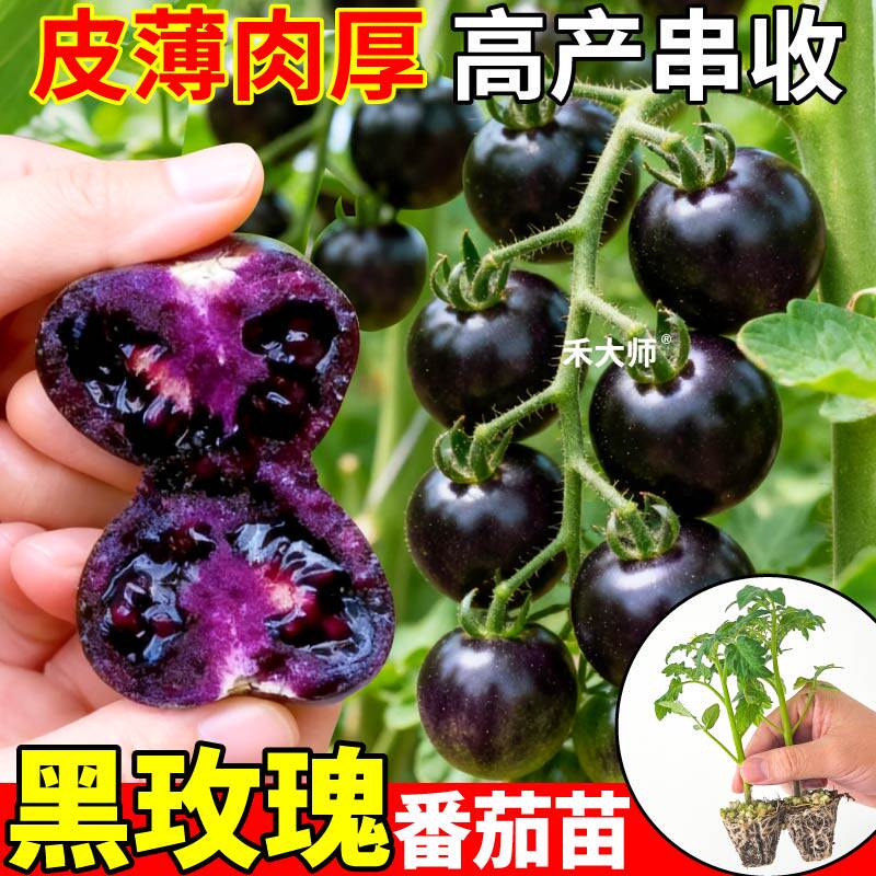 对版发货黑玫瑰番茄苗秧