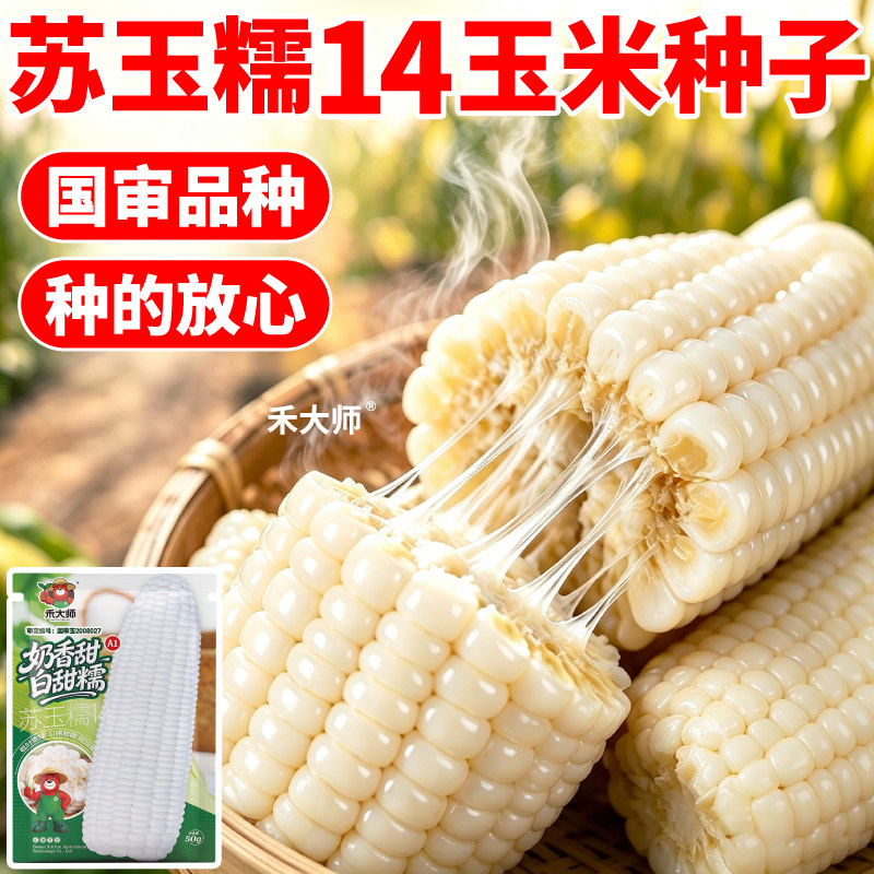 正品白甜糯玉米种子黄黑彩玉米种籽大全高产大棒黏苞米田地可种植
