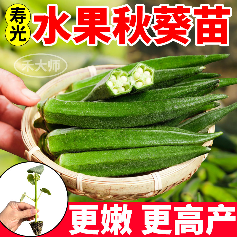 寿光水果秋葵苗秧高产秋葵种子