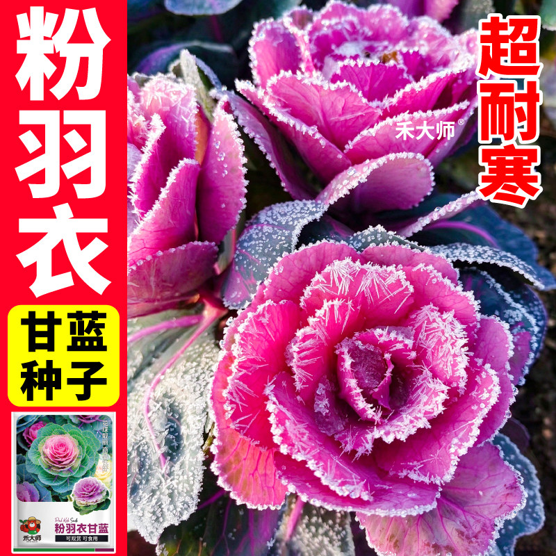 粉羽衣甘蓝种子新种观赏花卉紫绿羽衣甘蓝蔬菜种籽田园菜园种植