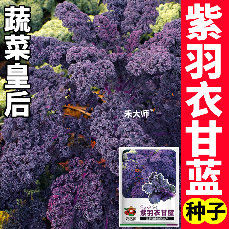 紫羽衣甘蓝种子耐寒易种高颜值