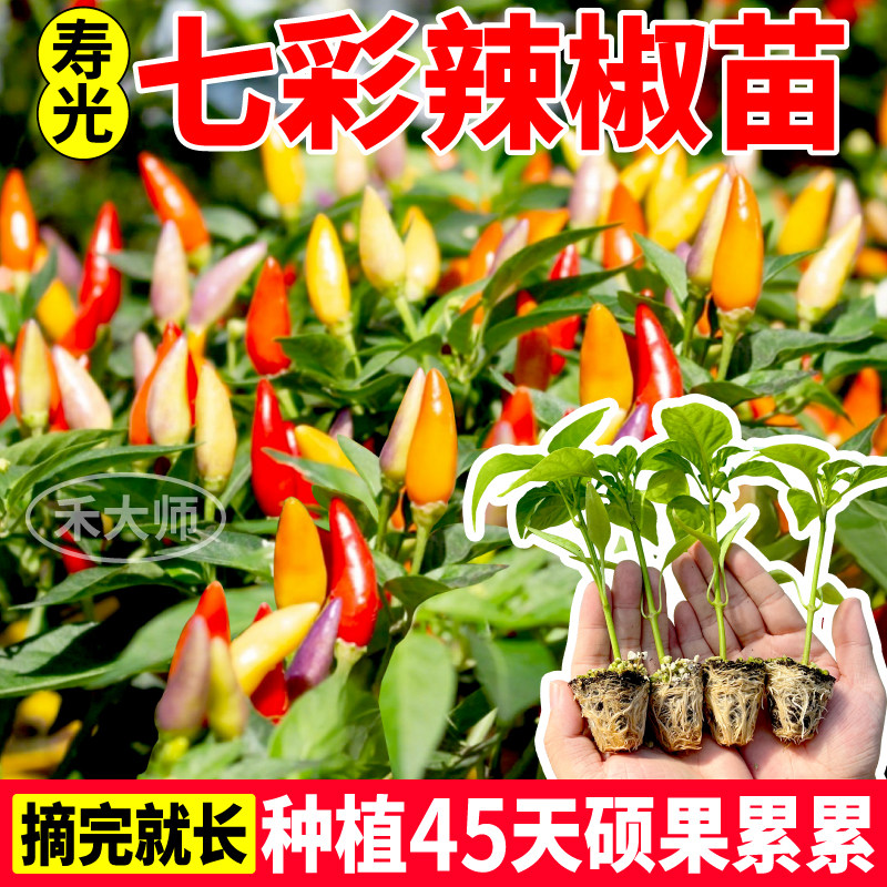 寿光七彩辣椒苗秧可观赏食用