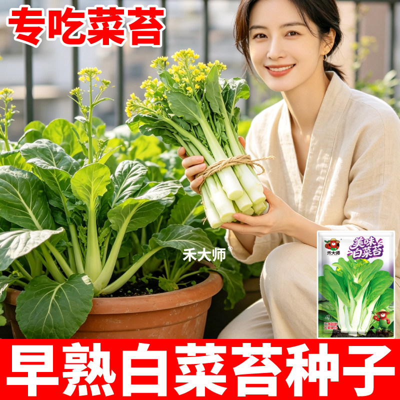 美味白菜苔种子发芽率高多茬采收速生秋冬蔬菜种籽红菜苔盆栽小院