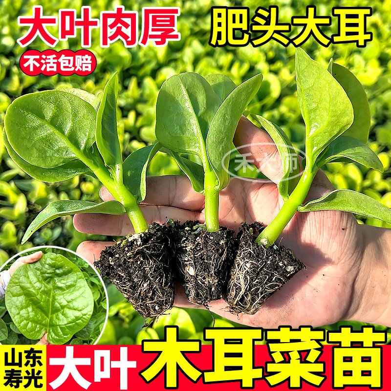 特大圆叶木耳菜苗秧四季多茬采收
