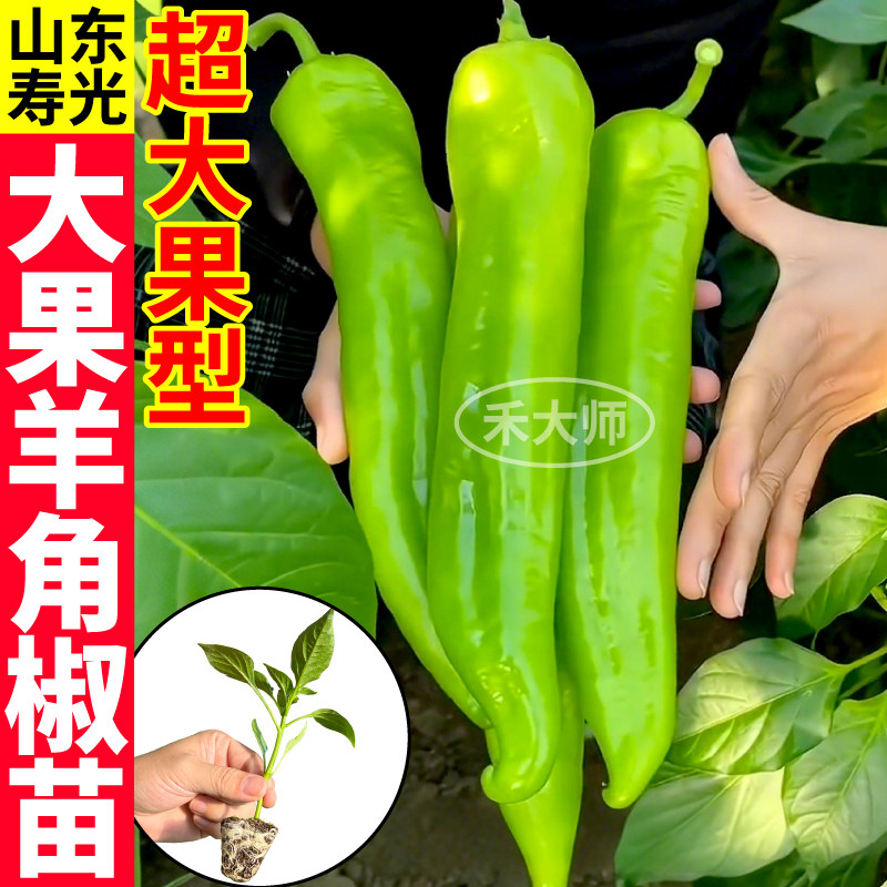 寿光高产羊角椒苗秧超大果辣椒苗带土球青椒蔬菜种子四季阳台盆栽