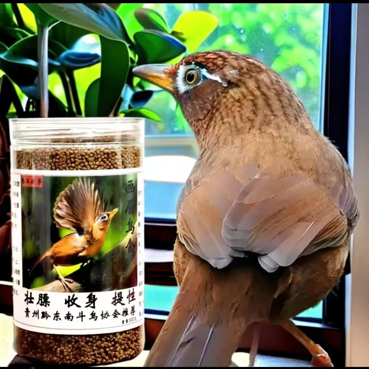 画眉鸟食饲料贵州凯里手工壮膘收身提性高蛋白专用鸟粮