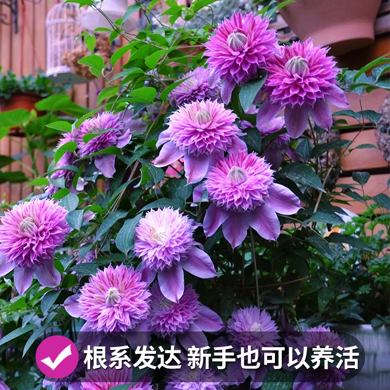 铁线莲盆栽大苗乌托邦银币円空庭院阳台爬藤植物四季开花好养花卉