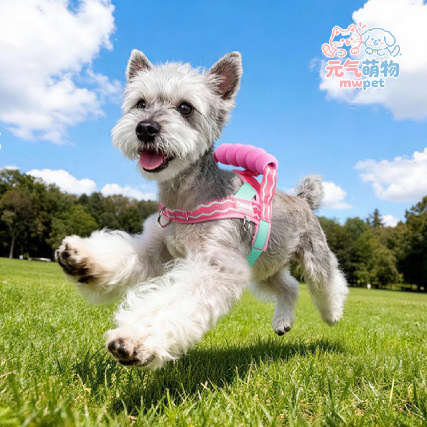 背心式狗狗牵引绳中小型犬比熊雪纳瑞柴幼犬可调节胸背带遛狗绳子