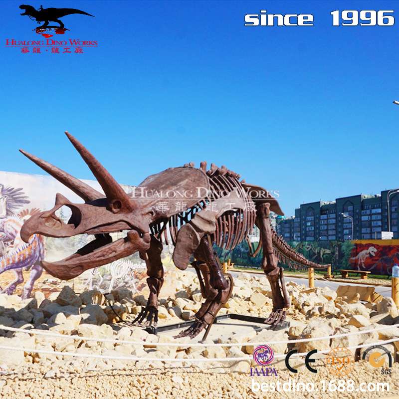 玻璃钢三角龙化石骨架模型摆件大型仿真恐龙工厂生产