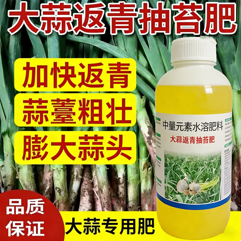 大蒜返青抽苔肥早抽苔增产