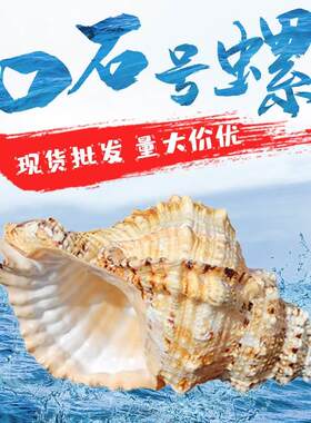 听风海螺天然大海螺贝壳白千手螺家居摆件鱼缸造景水超级大海螺壳