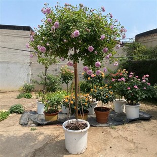 花苗特大花玫瑰四季 嫁接树状蓝色阴雨树桩棒棒糖月季 阳台庭院浓香
