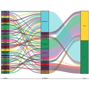 GSEA森林图PPI图ggplotmeta meta临床预测模型lassowgcna免疫浸润