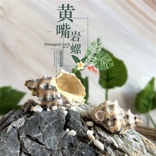 海螺贝壳寄居蟹替换壳黄嘴岩螺鱼缸造景装饰爬宠饲养箱摆件天然螺