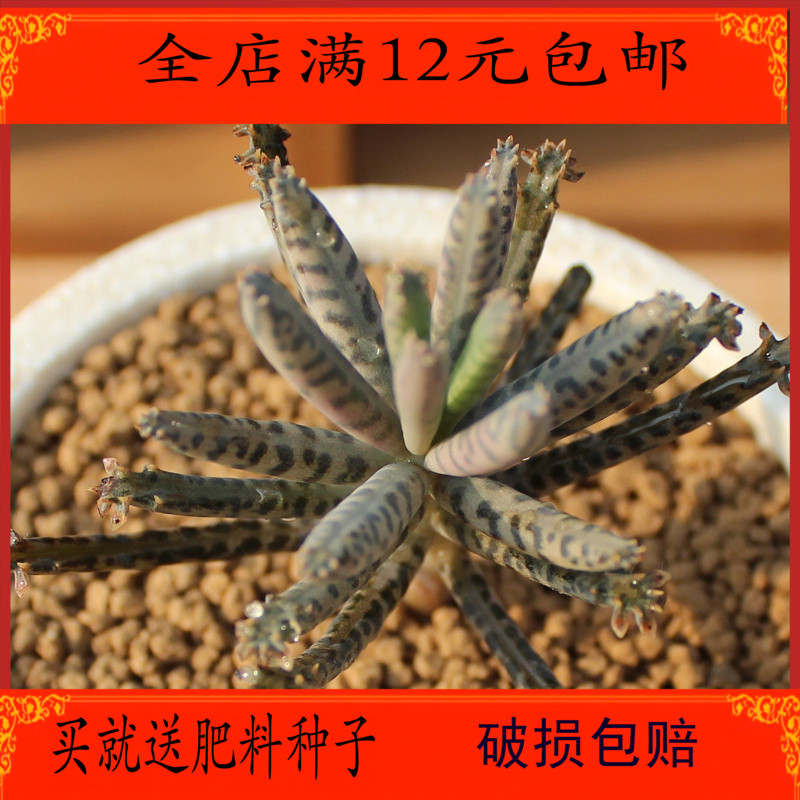 棒叶不死鸟 多肉植物  盆栽花卉 肉肉植物 桌面迷你小盆景