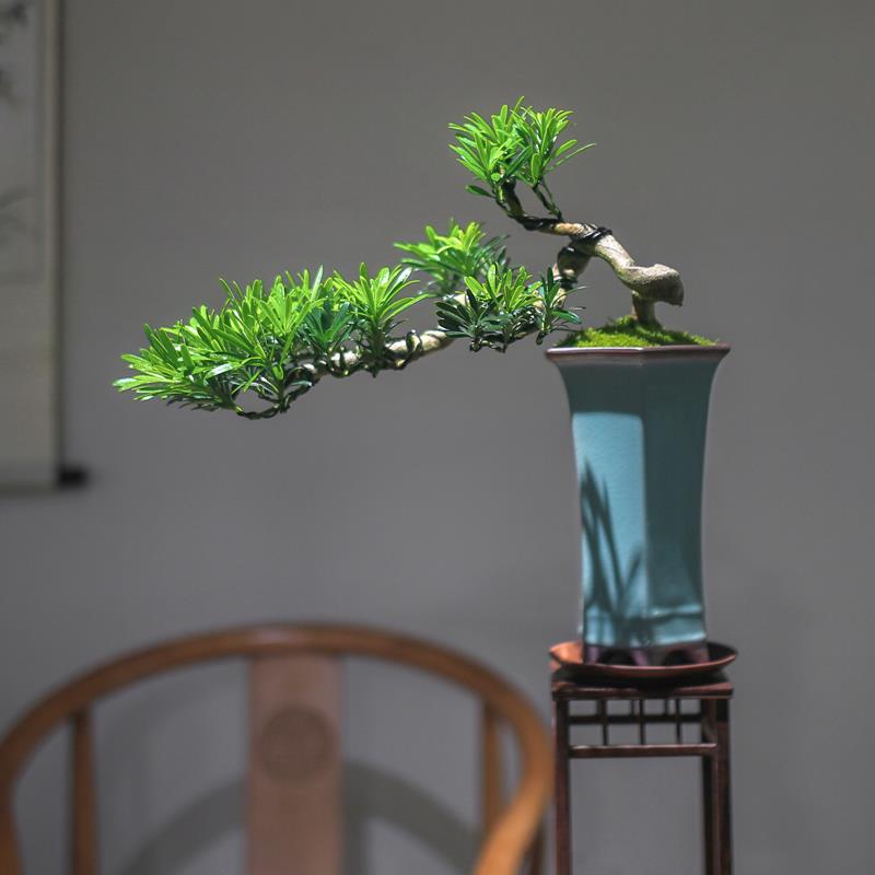 罗汉松盆景悬崖老桩造型真盆景阳台植物桌面室内摆件客厅旺宅绿植
