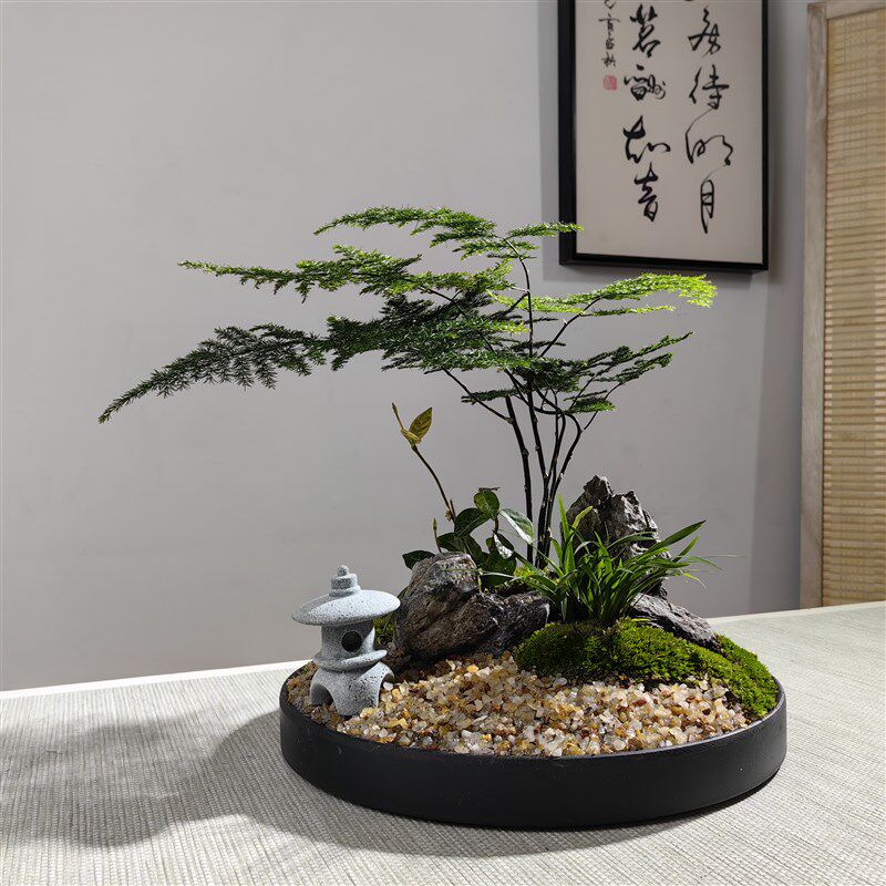 枯山水苔藓微景观室内禅意日式文竹盆景办公桌面石景观赏造景盆栽