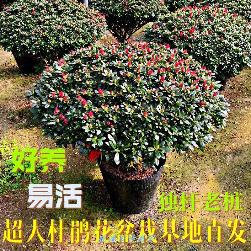 杜鹃花盆栽老桩特大花卉带花苞北方耐寒室内外好养植物,童鞋/婴儿鞋/亲子鞋,量脚器,淘宝优惠券,粉丝福利购,淘宝优惠卷