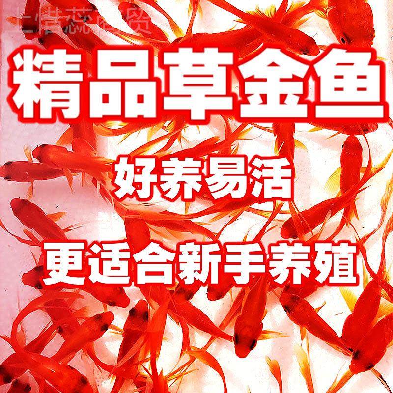 观赏鱼鱼草金苗养死金小鱼活DGJ鱼小宠物好养耐鱼活养不不死的小